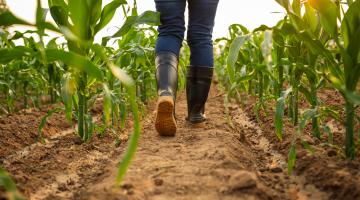 Wellies in field